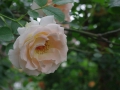 2012rose014