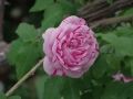 2012rose019