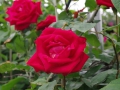 2012rose021