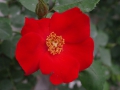 2012rose025