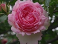 2012rose026