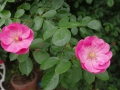 2012rose028