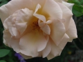 2012rose029