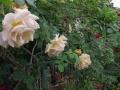 2012rose030