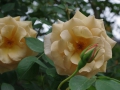 2012rose031