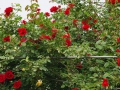 2012rose037