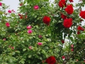 2012rose038