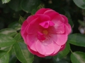 2012rose040