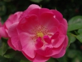 2012rose041