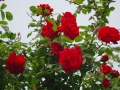 2012rose042