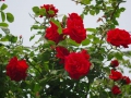 2012rose042