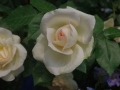 2012rose044