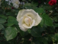 2012rose045