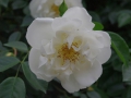 2012rose046