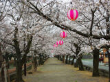 菊地神社参道の桜