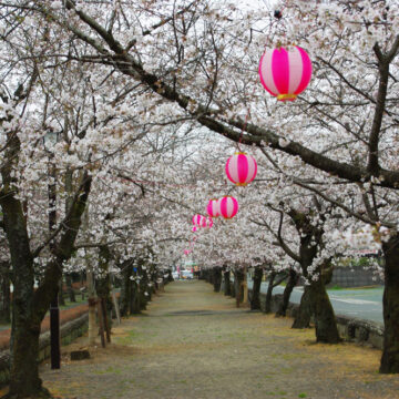 菊地神社参道の桜