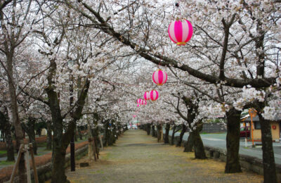 菊地神社参道の桜