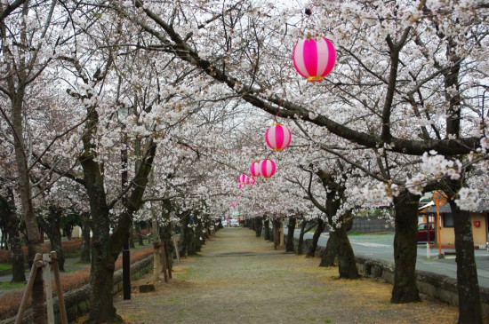 菊地神社参道の桜