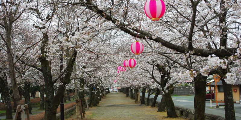 菊地神社参道の桜