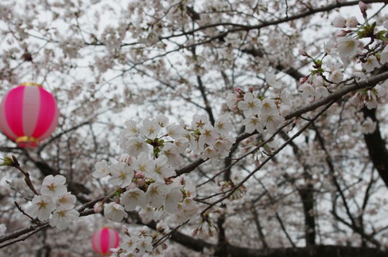 菊地神社参道の桜