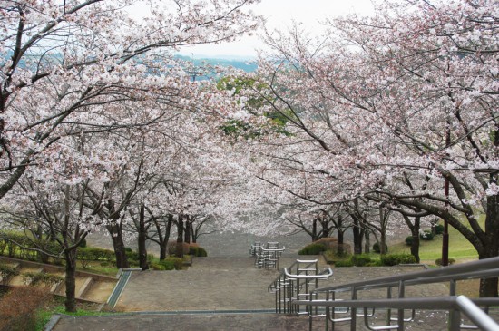 運動公園の桜